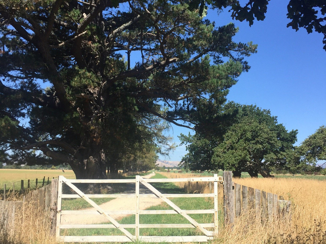 Greytown Woodside Trail景点图片