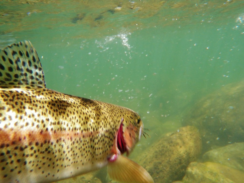 McCloud Fly Fishing Adventures景点图片
