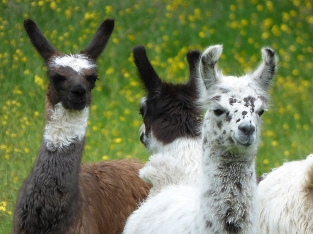Watertown Llamas-Umberleigh必去景点