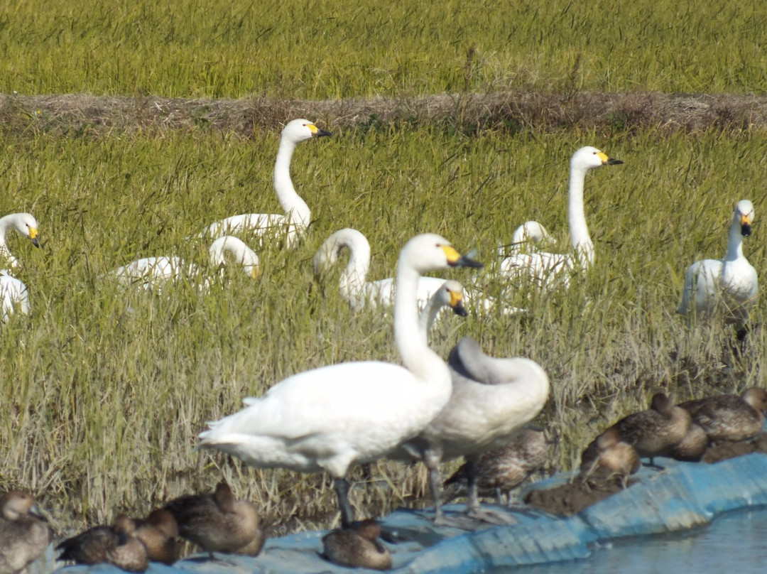 Hakuchonosato-印西市必去景点