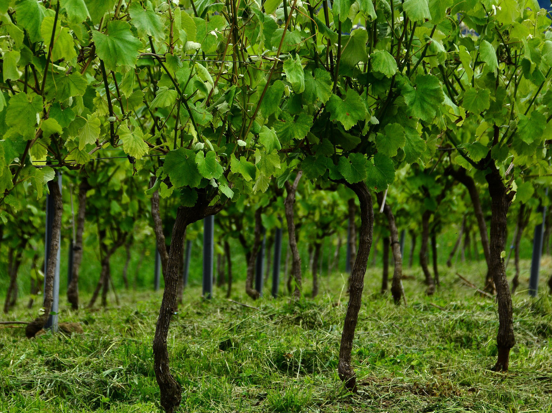 Bodegas Sel d'Aiz-Castillo必去景点