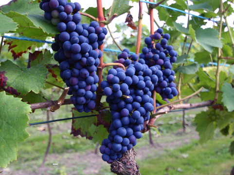 Britzer WeinKultur-柏林必去景点