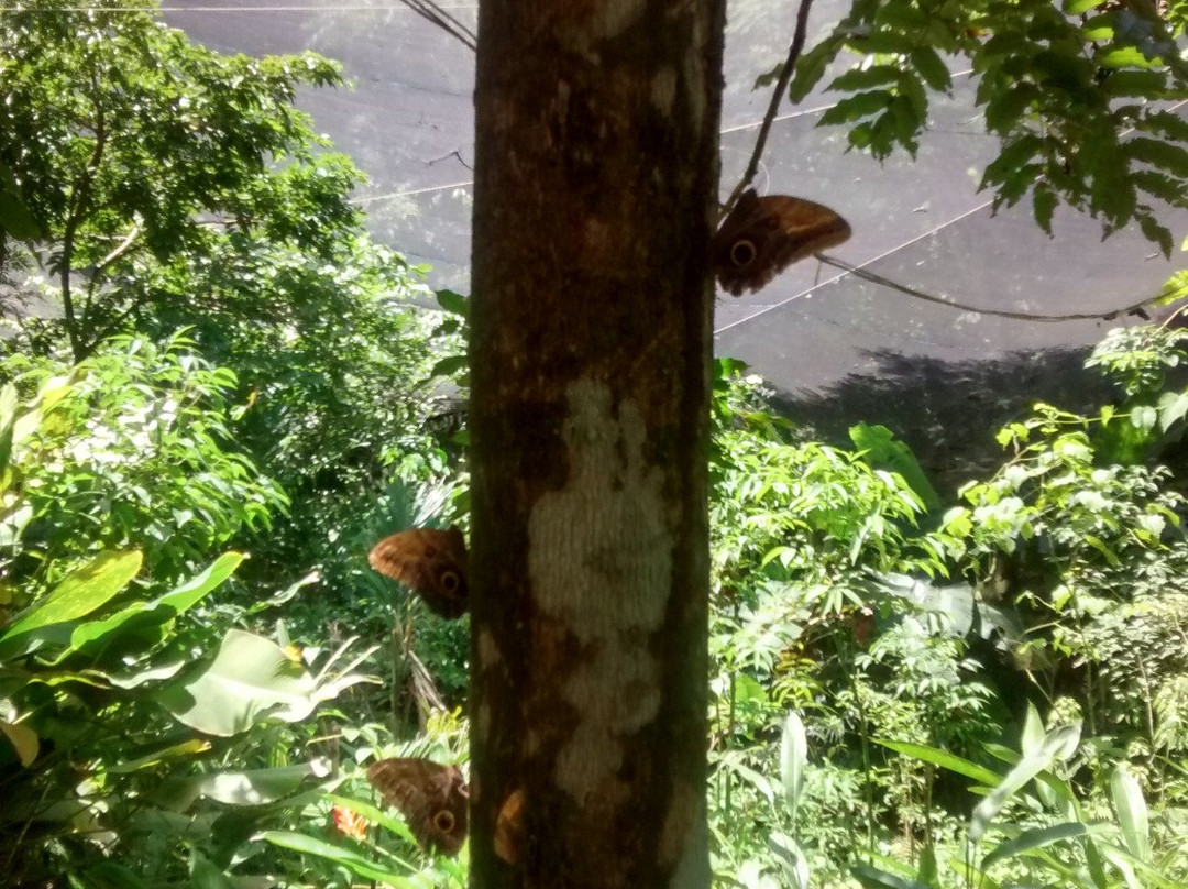 Mariposario Butterfly Garden景点图片