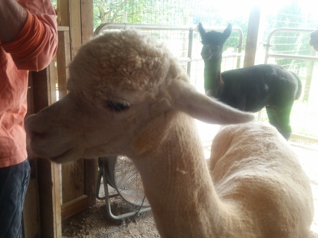 Destiny Alpaca Farm-Young Harris必去景点