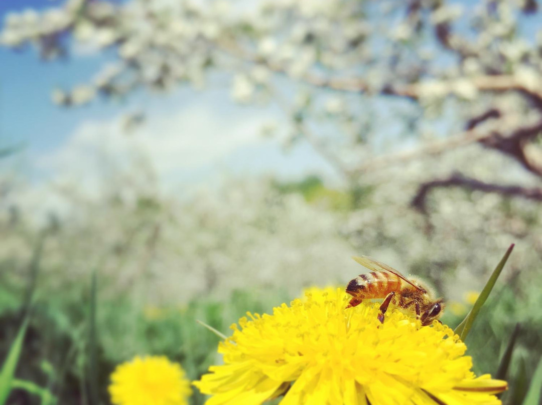 Green Mountain Orchards-普特尼必去景点
