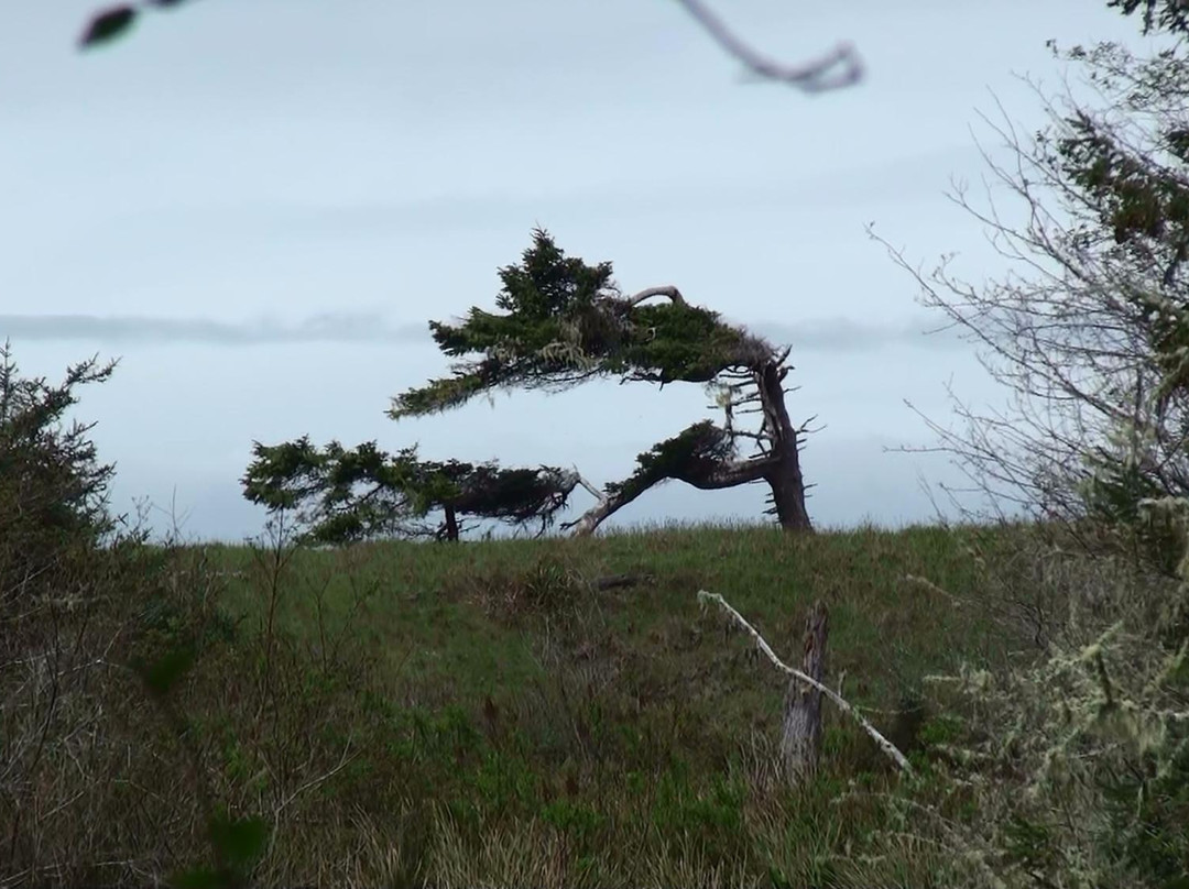 Tolowa Dunes State Park景点图片