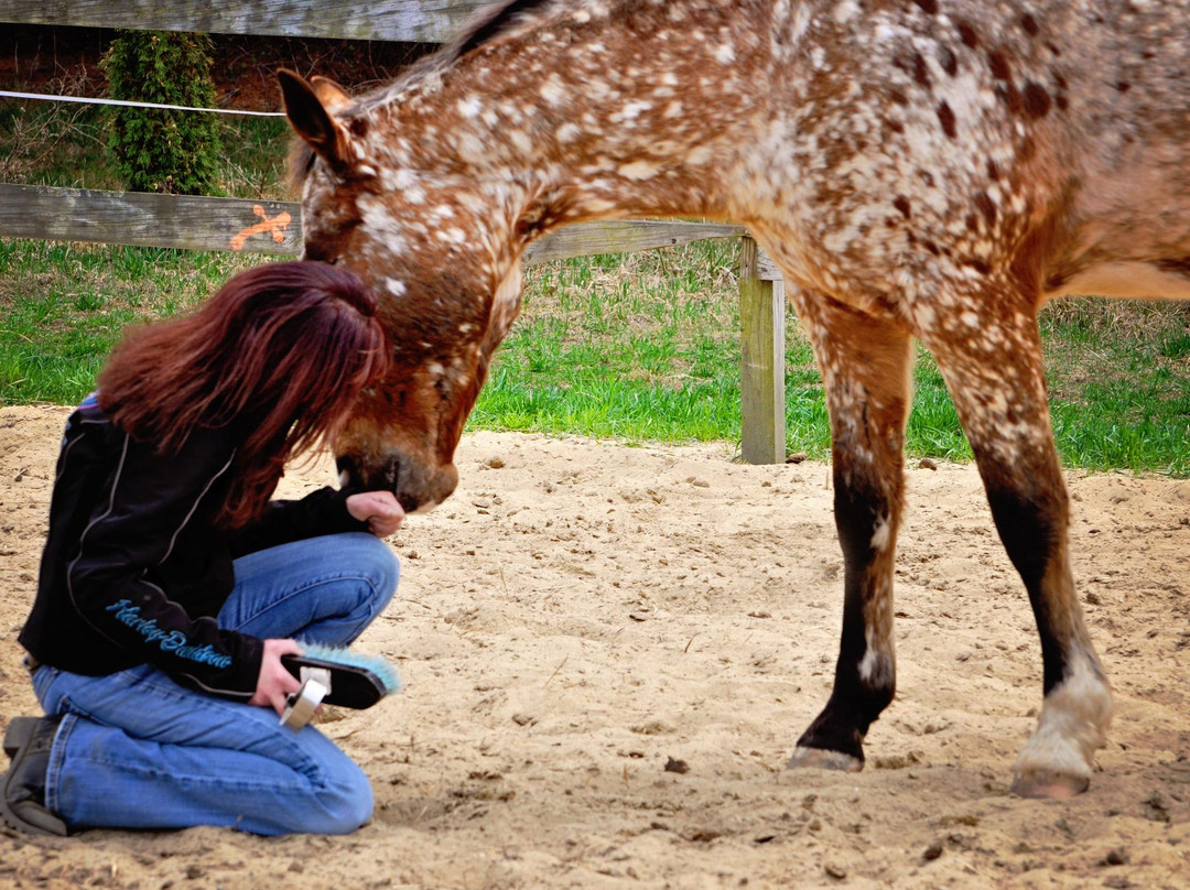 Healing With Horses at Wildrose Horse Farm-安卡斯维尔必去景点