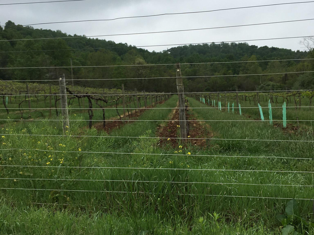 Mountain Cove Vineyards-Lovingston必去景点