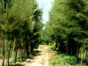 Jhau Forest-Kuakata必去景点