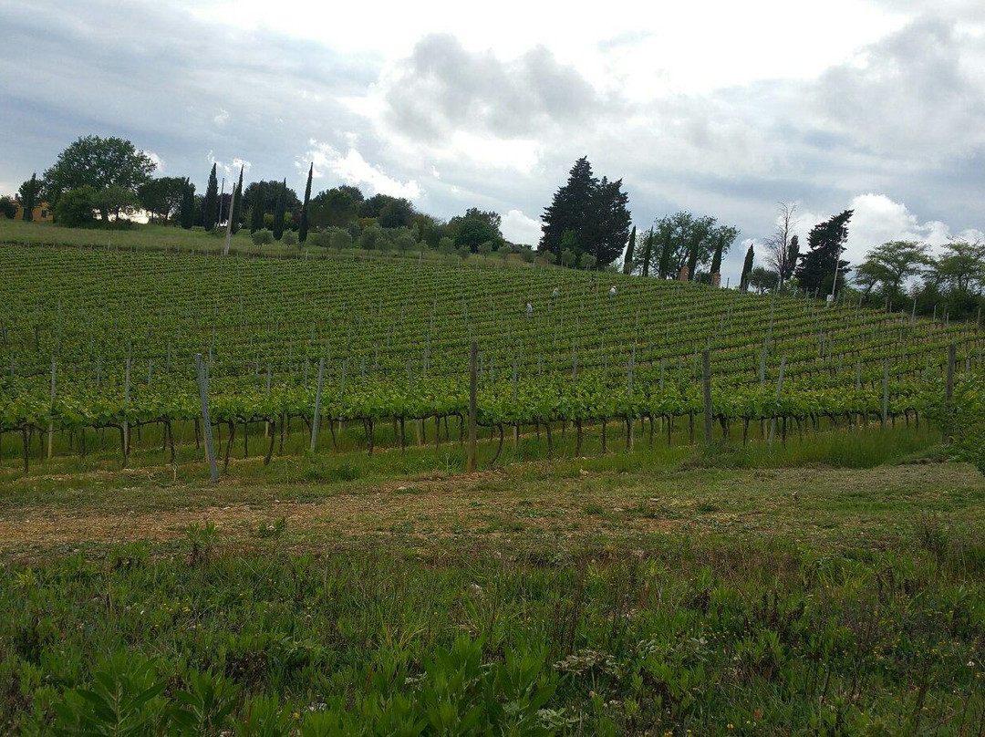 Terenzi Winery景点图片