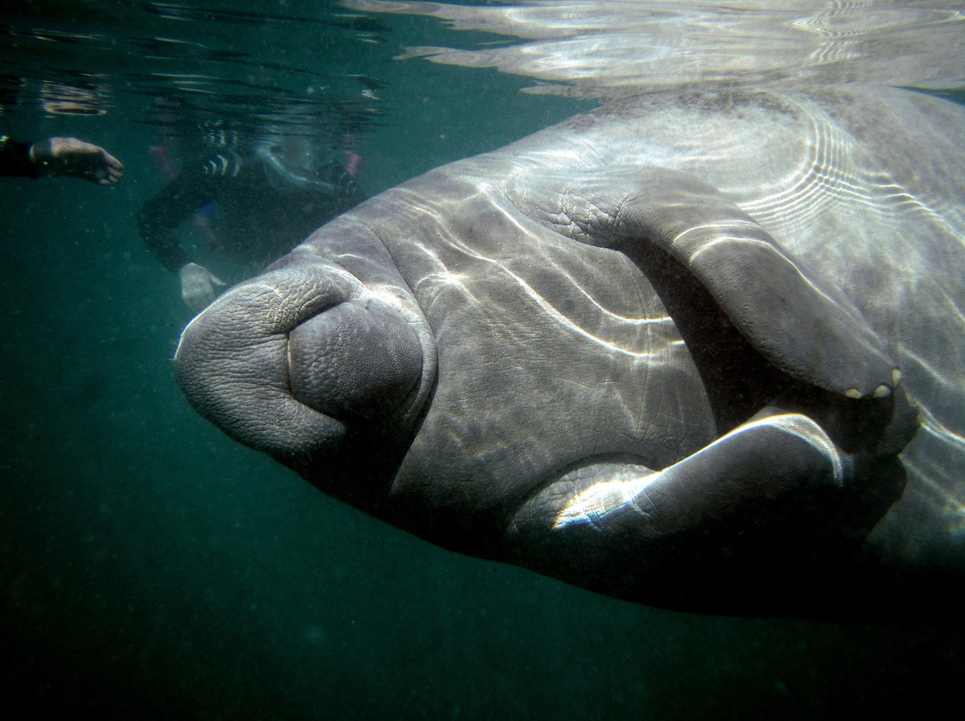 Manatee Tour And Dive