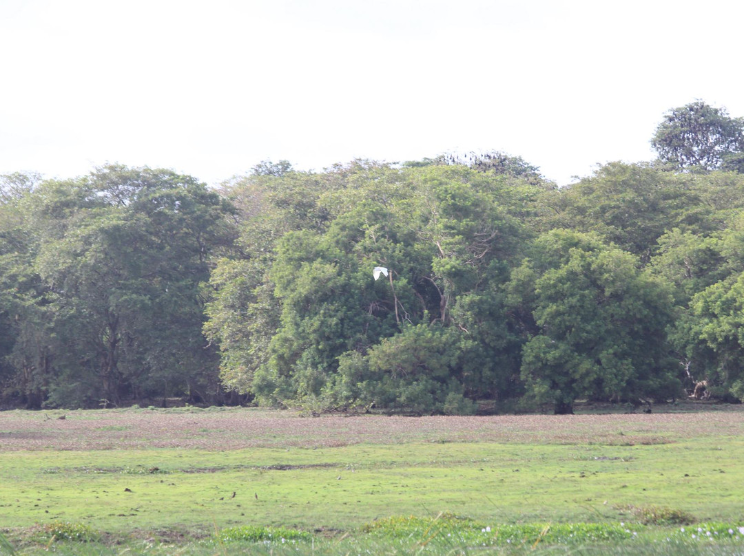 Anawilundawa Wetland Sanctuary景点图片