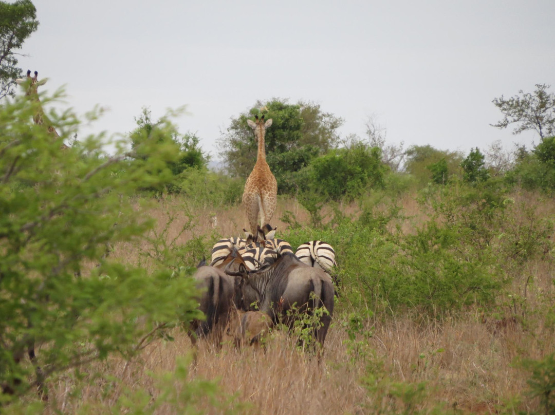 Kruger National Park景点图片