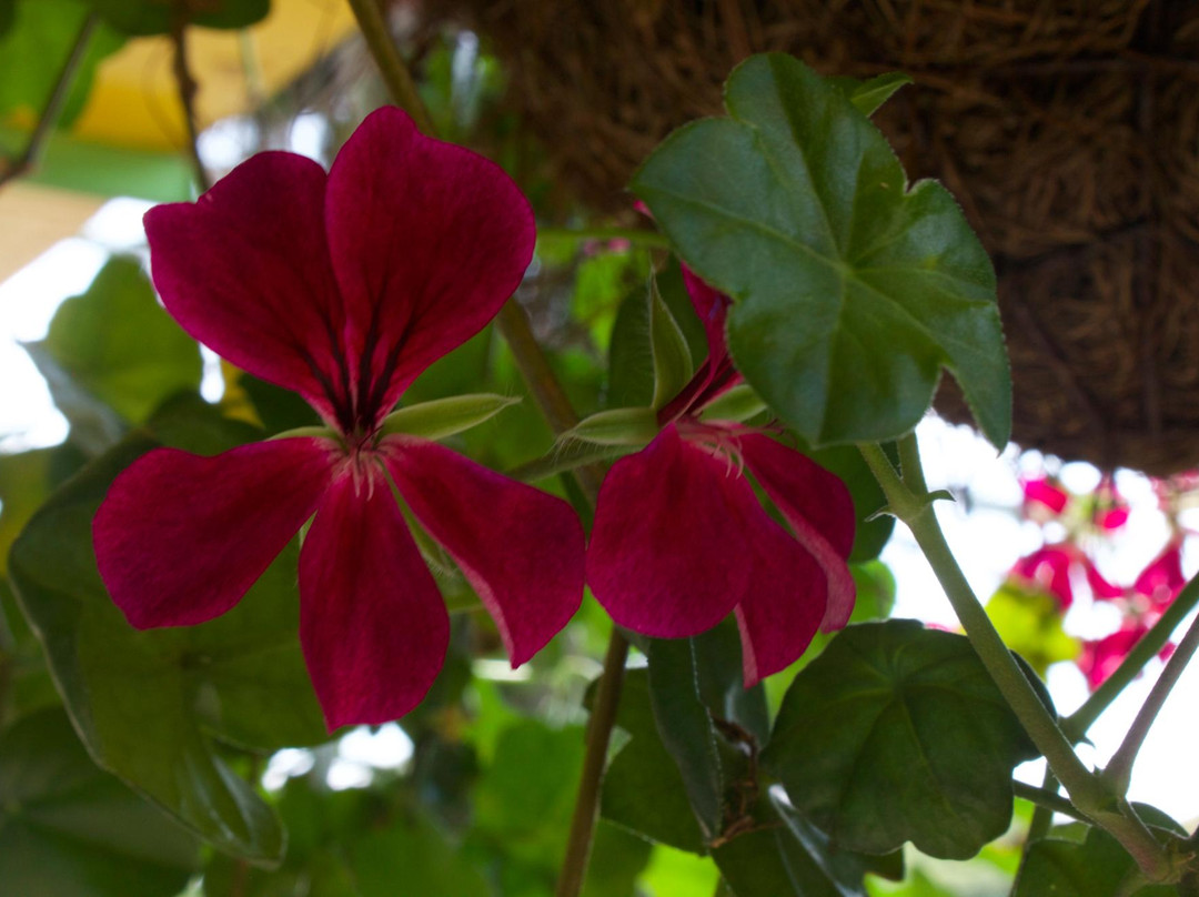 Eco Hotel La Casona主图