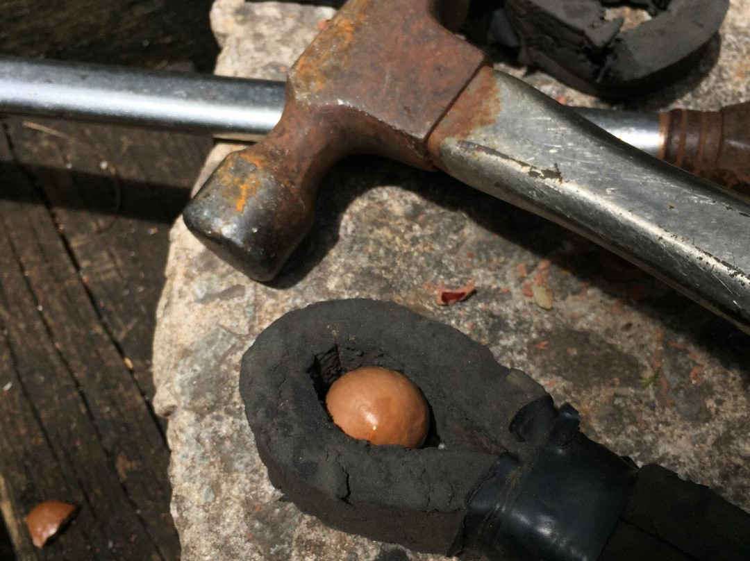 Purdy's All-Natural Macadamia Nut Farm-摩洛凯岛必去景点