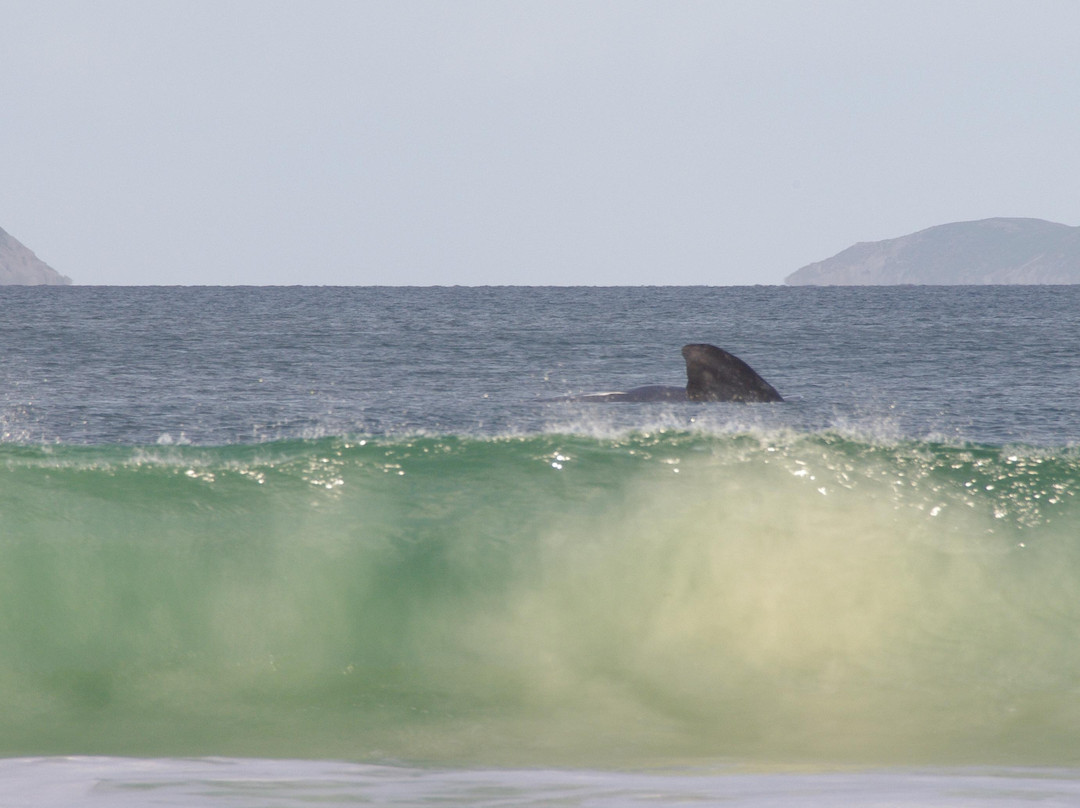 Middleton Beach-奥尔巴尼必去景点