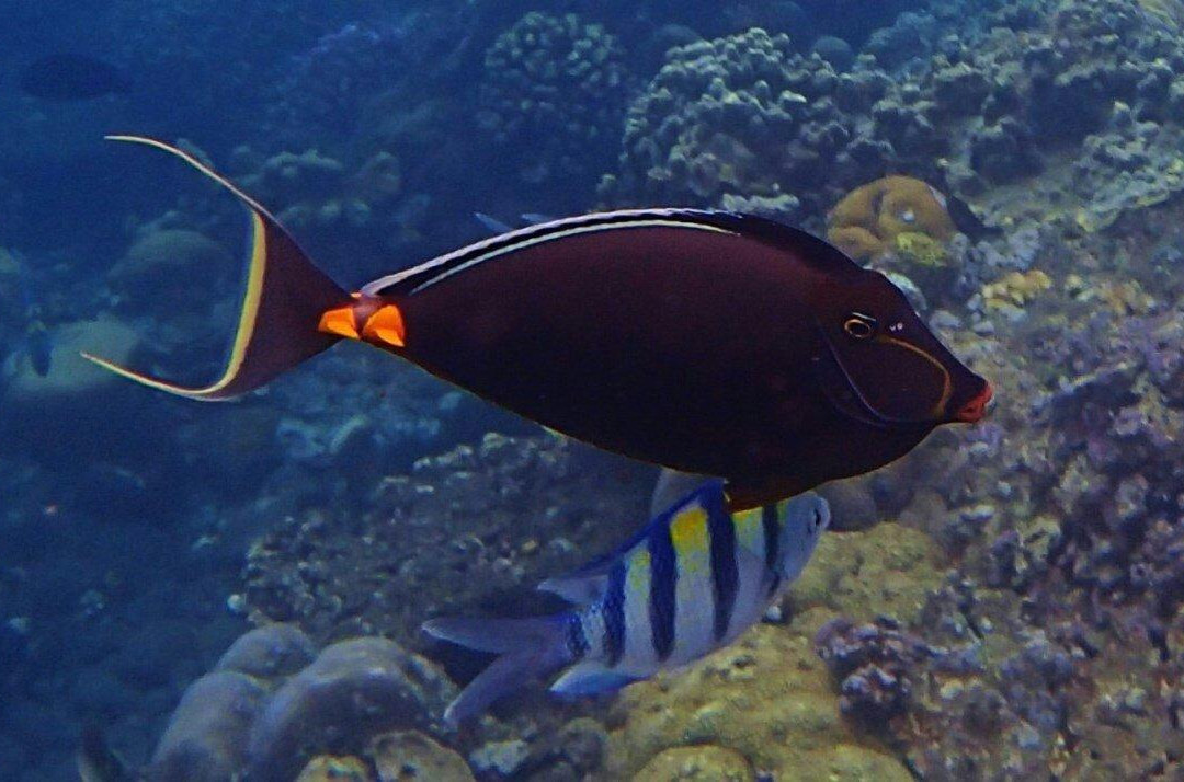 Jemeluk Beach-艾湄湾必去景点