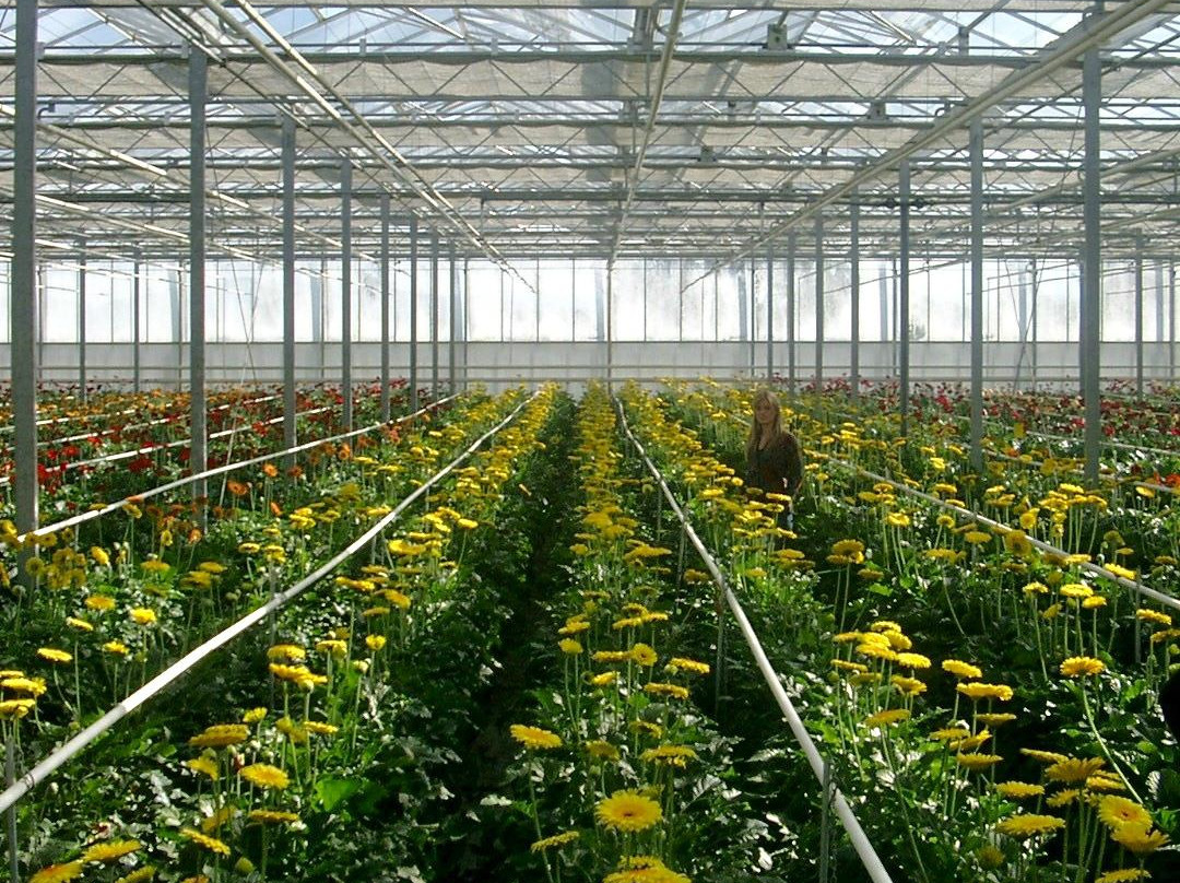 The Big Bouquet-希尔斯维尔必去景点