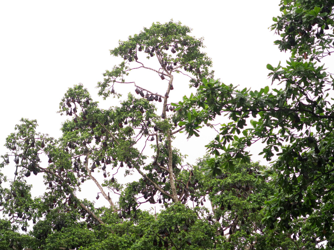 Pemba Flying Fox Forest-Wete必去景点