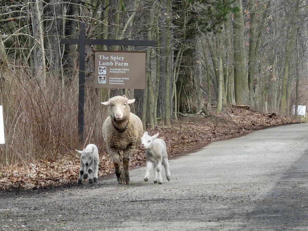 The Spicy Lamb Farm-Peninsula必去景点