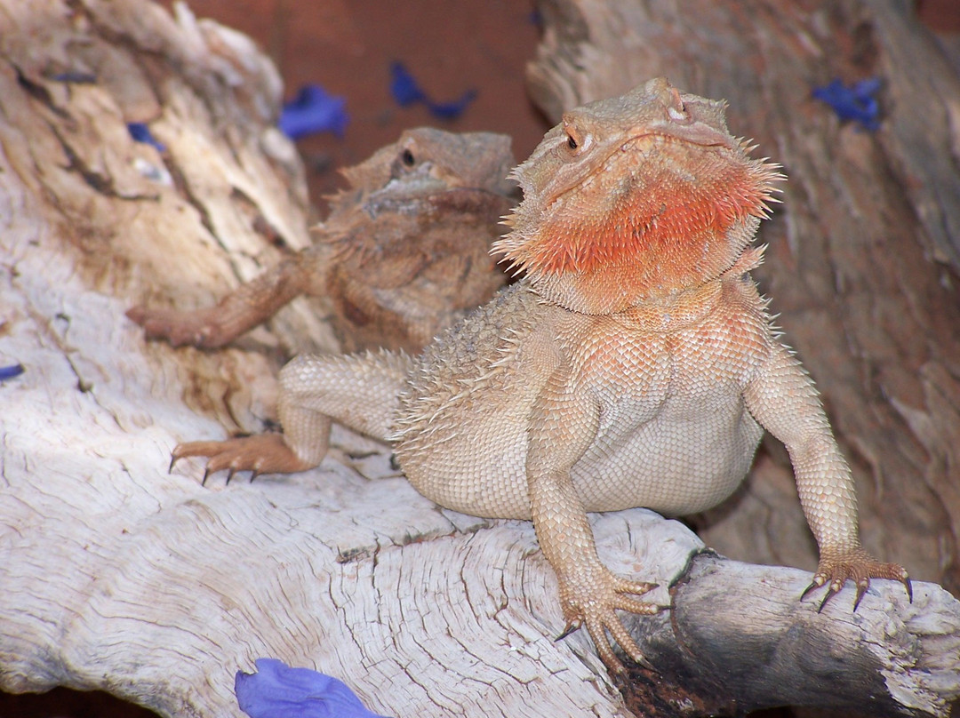 Alice Springs Reptile Centre-爱丽斯泉必去景点