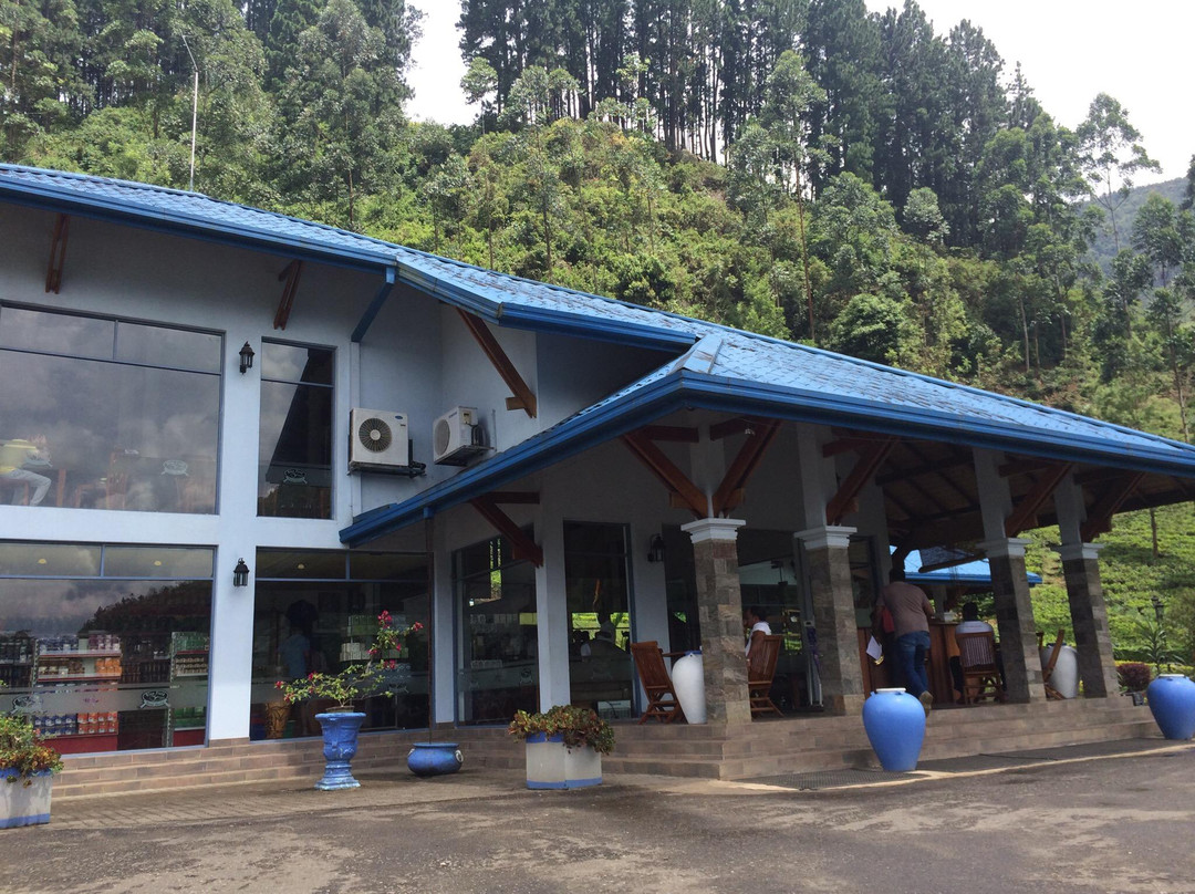 蓝田茶园景点图片