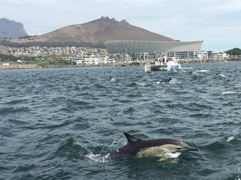 Ocean Adventure Bookings-开普敦中心区必去景点