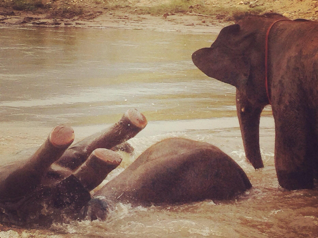 Happy Elephant Home-夜登必去景点