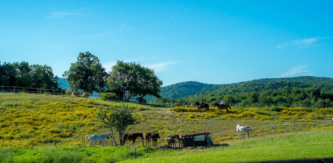 Centro Ippico Cavallo Maremma景点图片