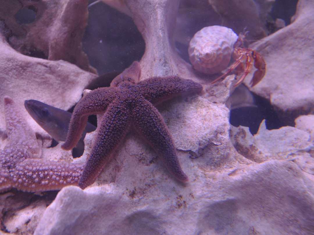 The Faroe Islands Aquarium-托沙文必去景点