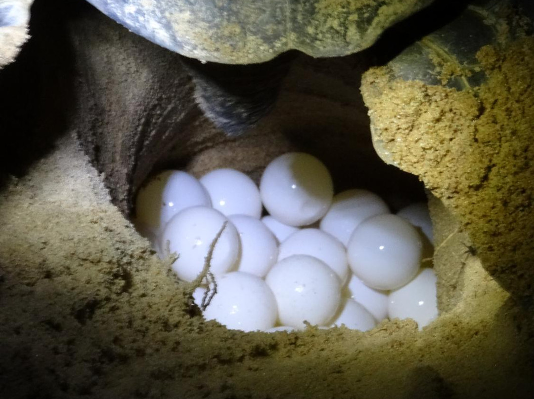 Galibi Nature Reserve-Marowijne District必去景点