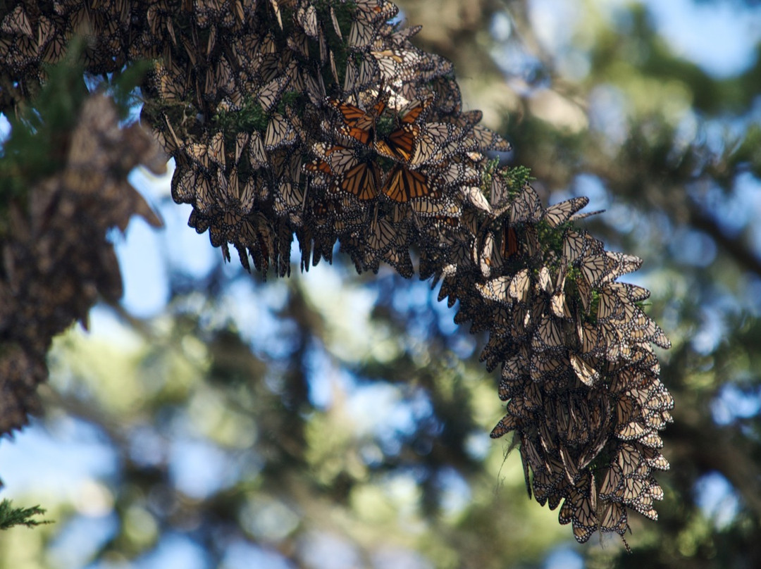 Monarch Grove Sanctuary-太平洋丛林镇必去景点