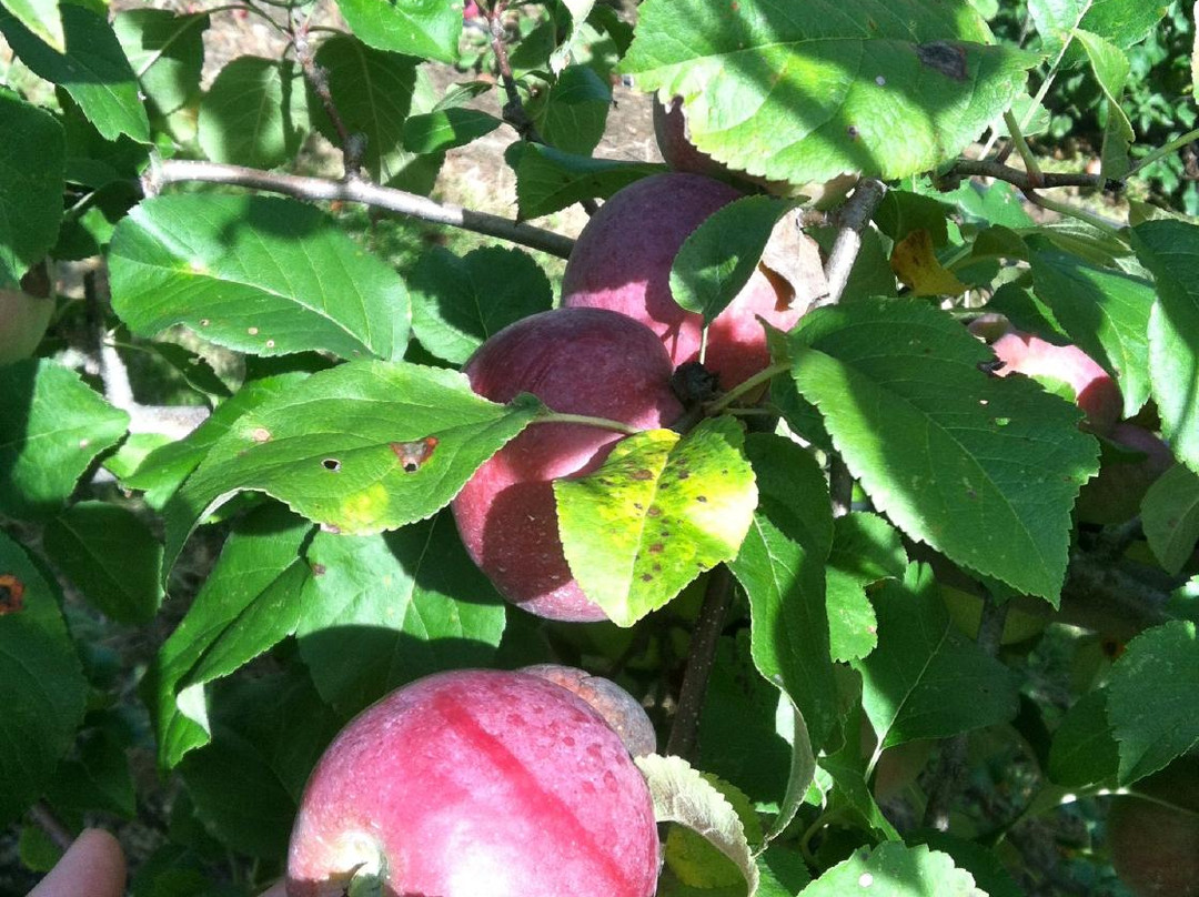 Beardsley's Cider Mill & Orchard-谢尔顿必去景点