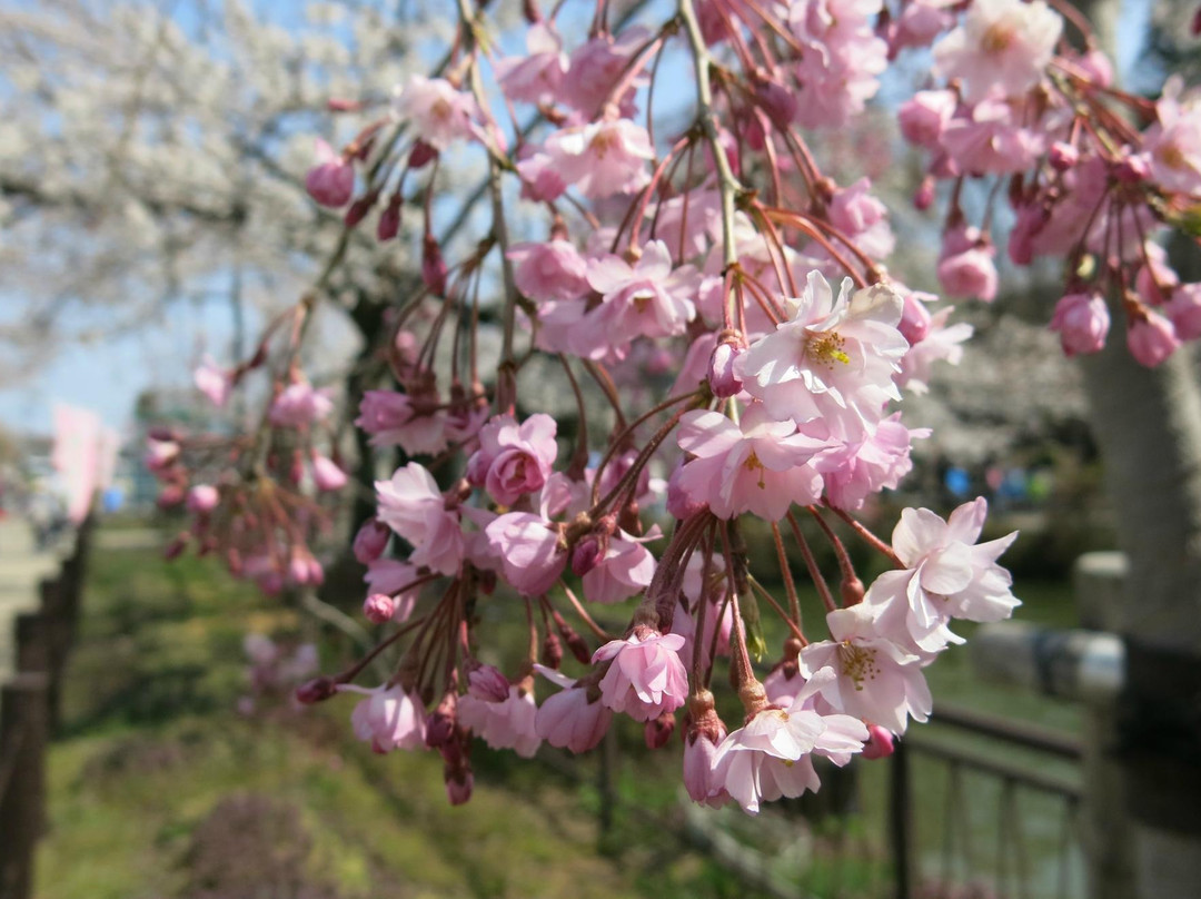 Garyu Park-须坂市必去景点