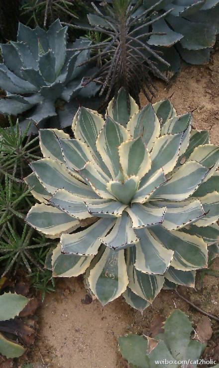 沙漠植物园景点图片