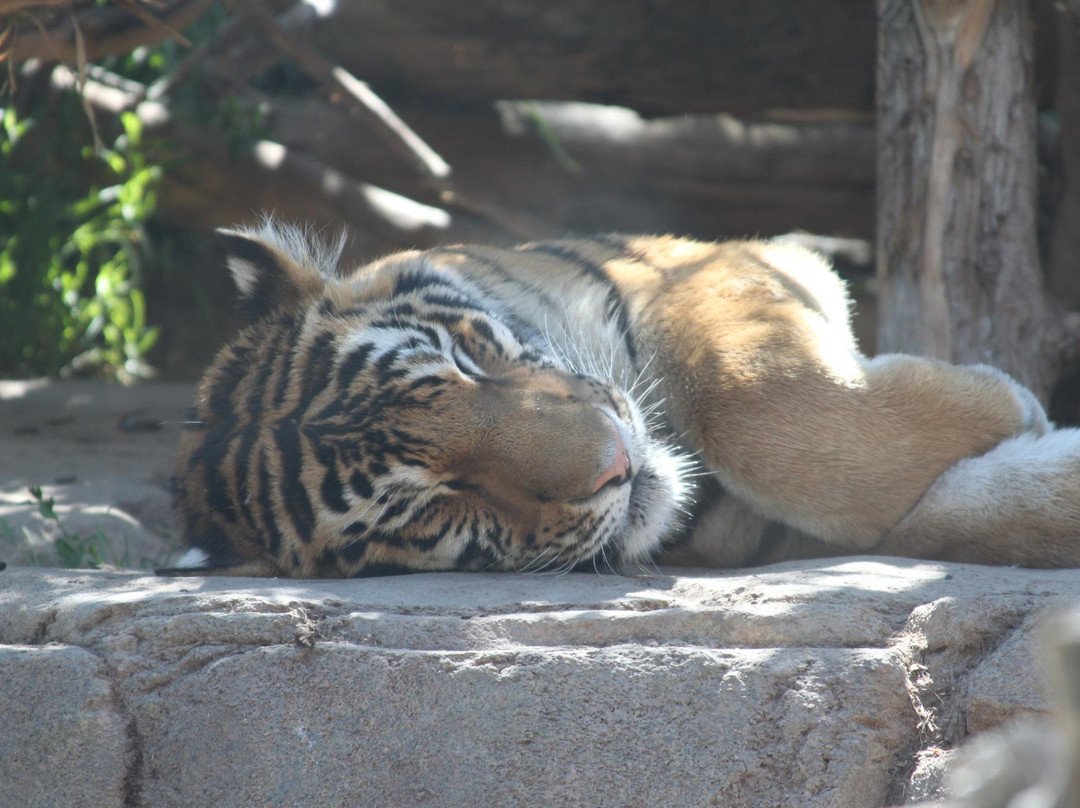 犹他州霍格尔动物园-盐湖城必去景点