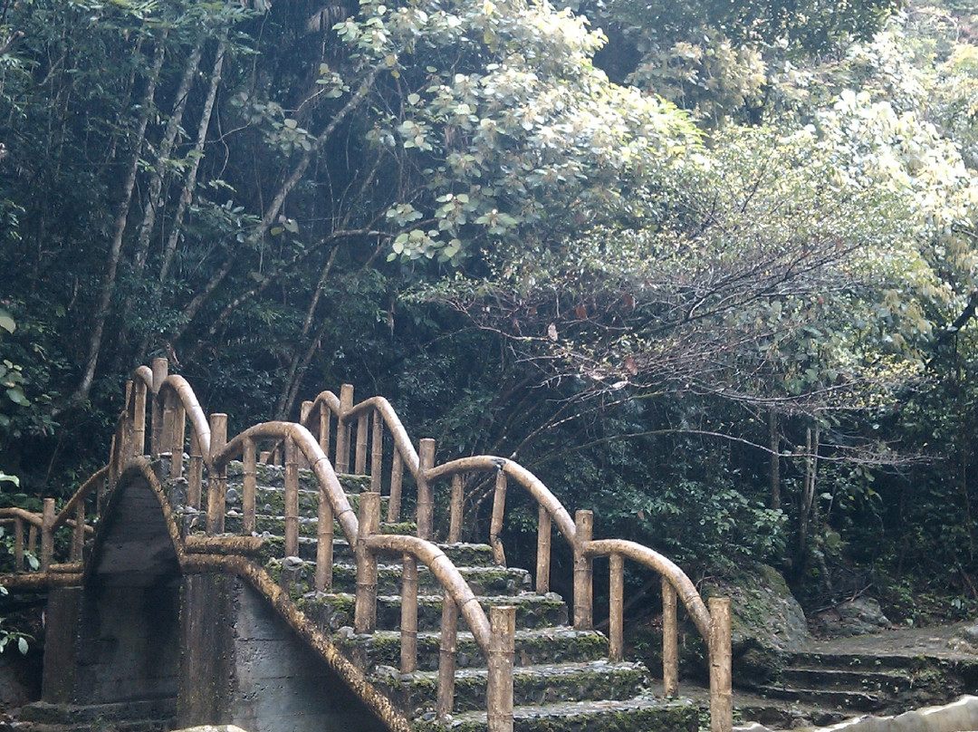 桂山原始森林景点图片