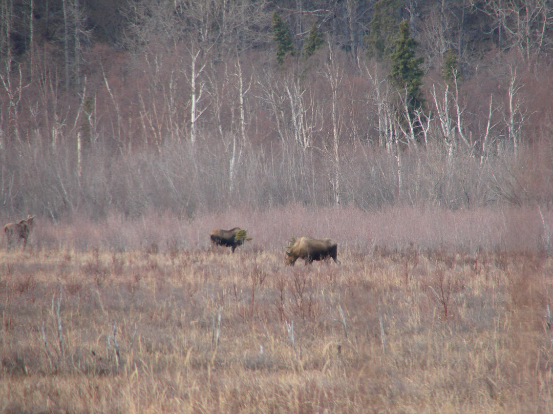 Potter Marsh Bird Sanctuary-安克雷奇必去景点