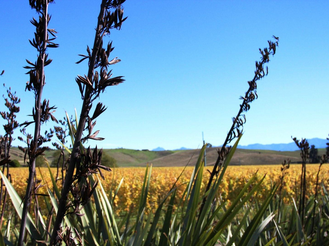 Marlborough Tours景点图片
