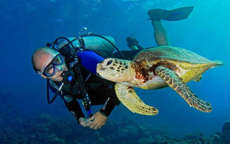 Dolphin Dive Fremantle-弗里曼特尔必去景点