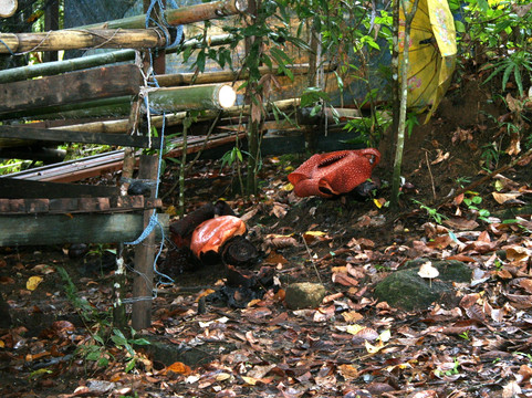 Napalus Rafflesia Garden-Poring必去景点
