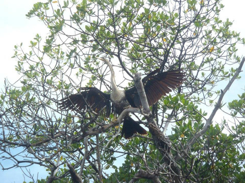 Shan-T Native Kayak Tours, Inc.-布雷登顿必去景点