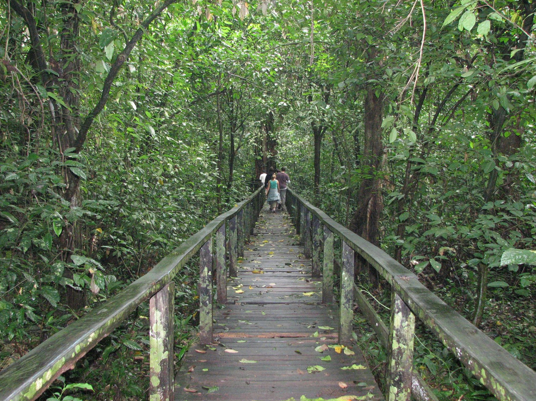 Gomantong Cave Sandakan-山打根必去景点