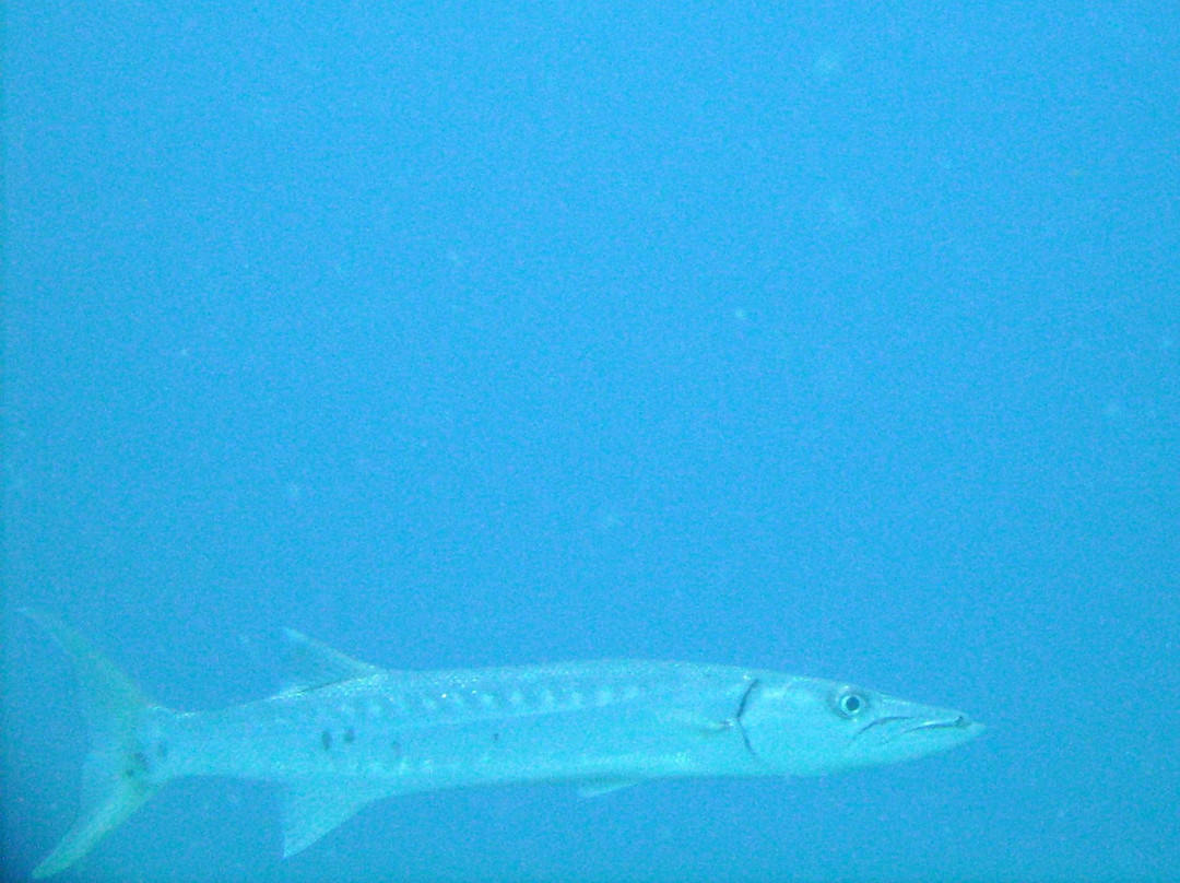 Blue Island DIvers-圣 托马斯必去景点