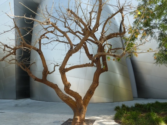 华特•迪斯尼音乐厅-洛杉矶必去景点