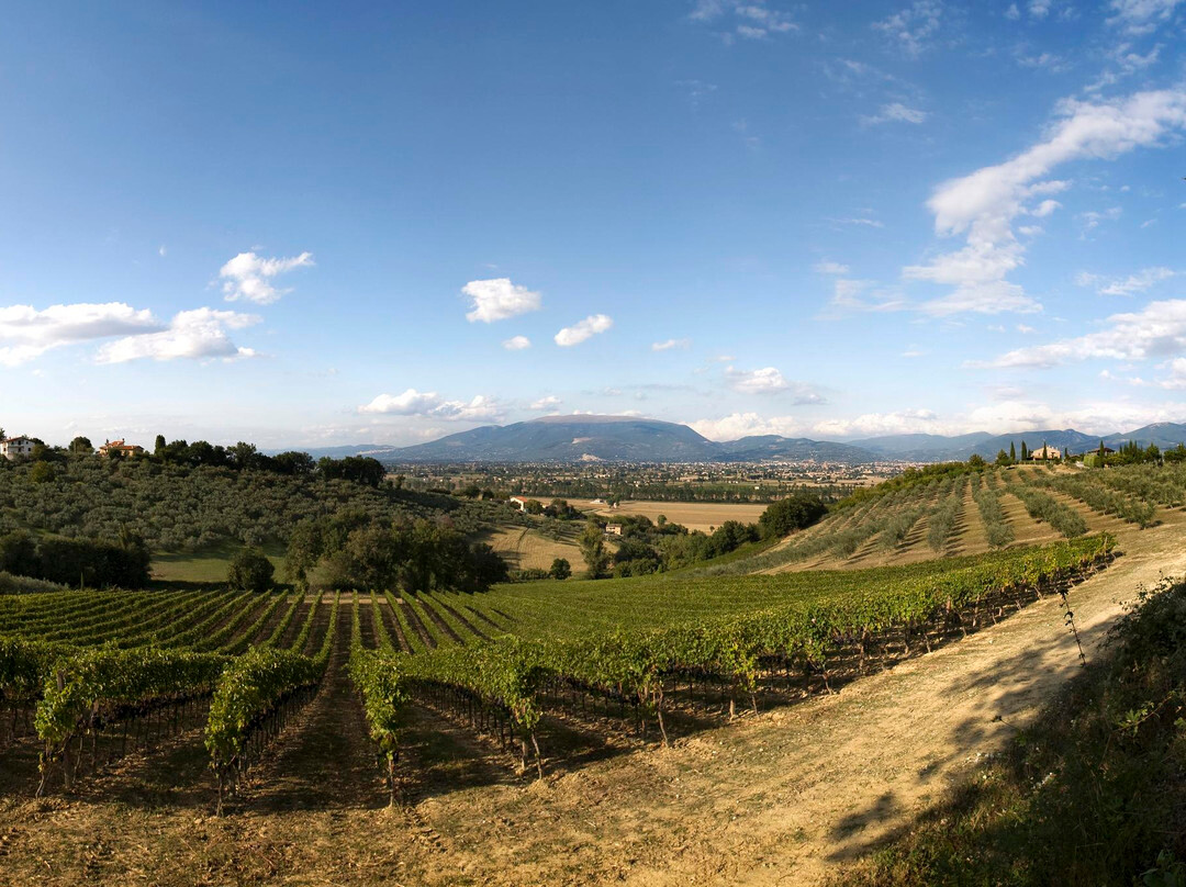 Montefalco旅游景点-Romanelli Agricola