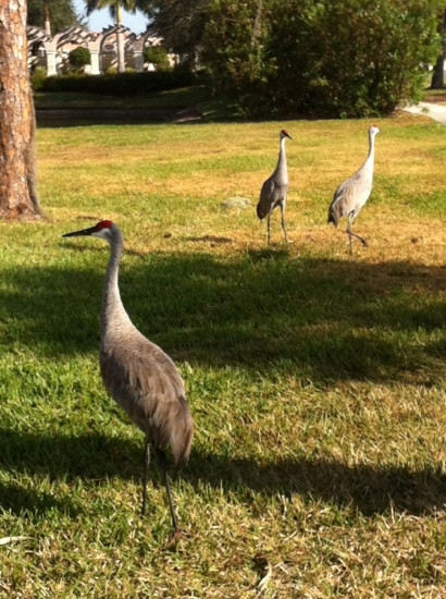 Legacy Trail-萨拉索塔必去景点