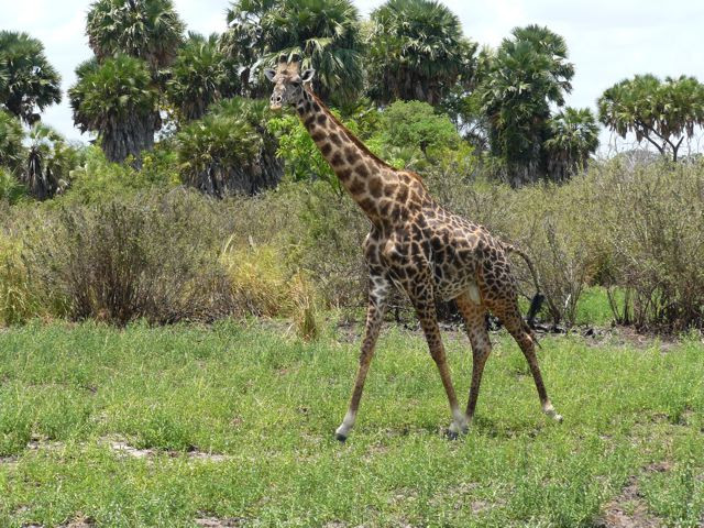 Selous Game Reserve景点图片