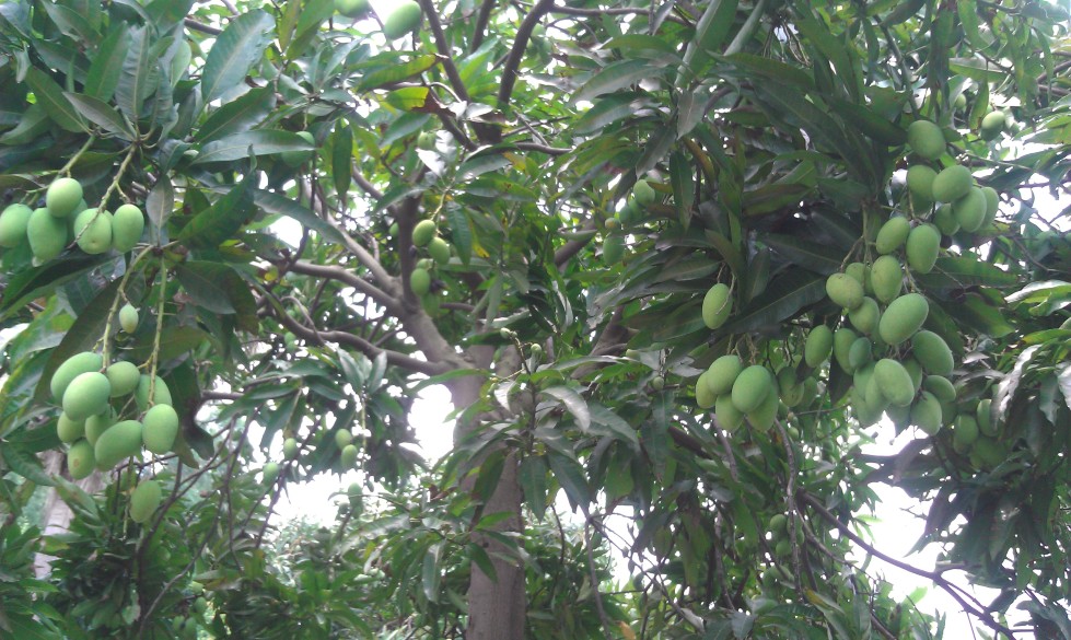 祈福仙湖酒店-客卧