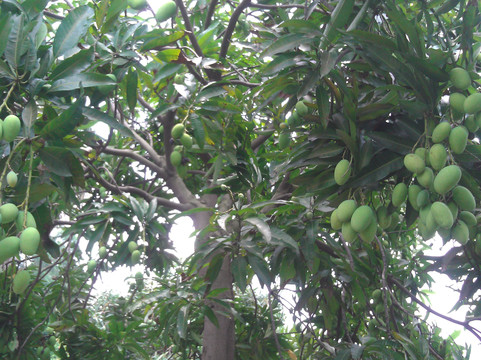 祈福仙湖酒店主图